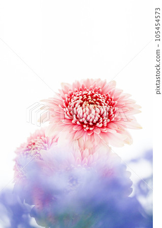 明亮可愛的粉色非洲菊 明亮可愛的粉色非洲菊 105454573