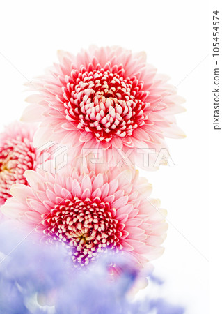 明亮可愛的粉色非洲菊 明亮可愛的粉色非洲菊 105454574