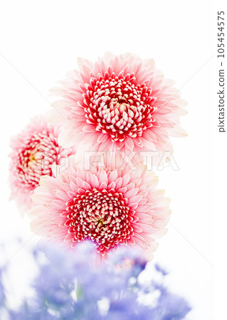 明亮可愛的粉色非洲菊 明亮可愛的粉色非洲菊 105454575