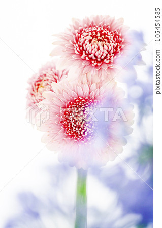 bright and cute pink gerbera bright and cute pink gerbera 105454585