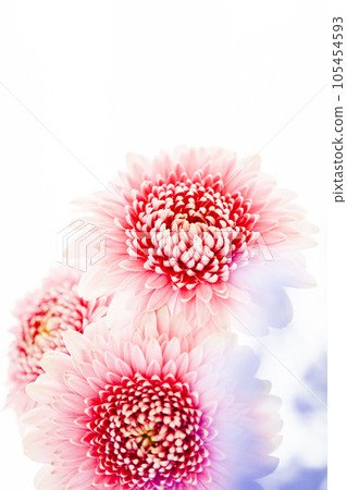 bright and cute pink gerbera bright and cute pink gerbera 105454593