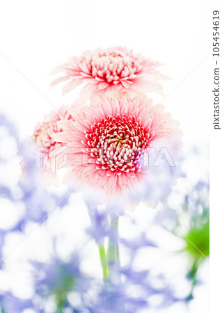 bright and cute pink gerbera bright and cute pink gerbera 105454619