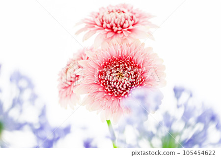 明亮可愛的粉色非洲菊 105454622