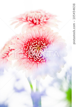 明亮可愛的粉色非洲菊 105454638