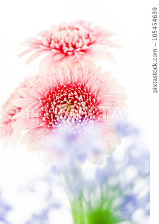 明亮可愛的粉色非洲菊 明亮可愛的粉色非洲菊 105454639