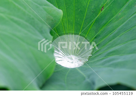 Lotus leaves after the rain Lotus leaves after the rain 105455119