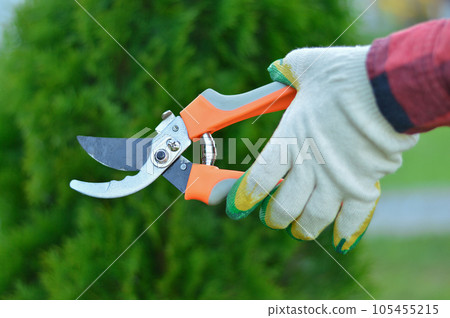 A gardener's gloved hands hold a pruner against a background of green thuja A gardener's gloved hands hold a pruner against a background of green thuja 105455215