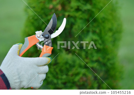 A gardener's gloved hands hold a pruner against a background of green thuja A gardener's gloved hands hold a pruner against a background of green thuja 105455216