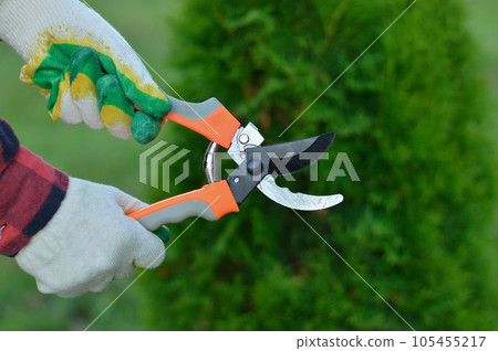 A gardener's gloved hands hold a pruner against a background of green thuja A gardener's gloved hands hold a pruner against a background of green thuja 105455217