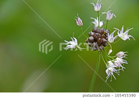 Nobiru (wild garlic) mushrooms, white florets 105455390