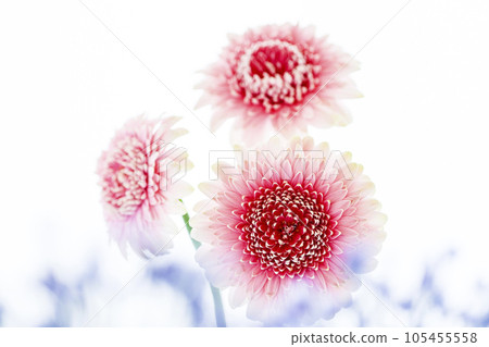 Bright and cute pink gerbera and pretty blue flowers 105455558