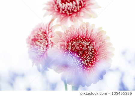 明亮可愛的粉色非洲菊和漂亮的藍色花朵 105455589