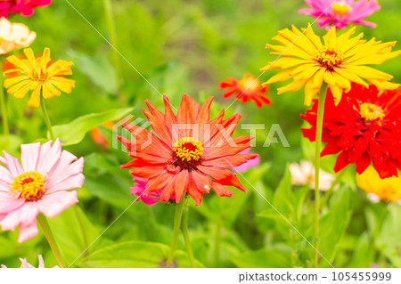 Colorful zinnia flowers 105455999