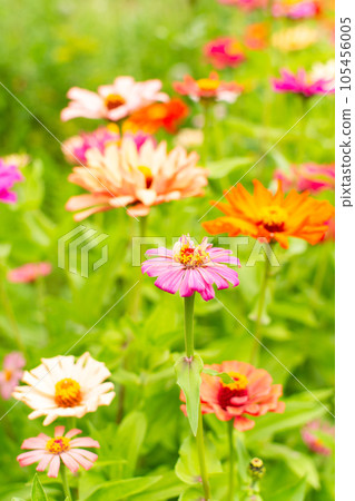 Colorful zinnia flowers 105456005