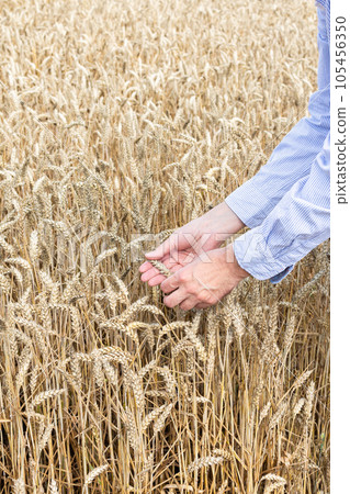Farmer checking gold wheat sprouts 105456350