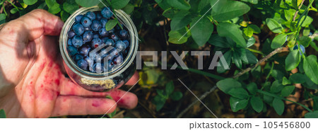Close-up of male hands picking Blueberries in the forest with green leaves. Man Harvested berries, process of collecting, harvesting berries into glass jar in the forest. Bush of ripe wild blackberry 105456800
