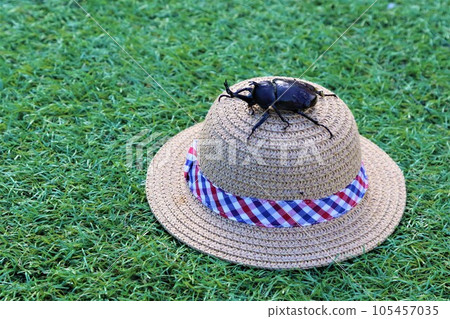 A male beetle on a pet straw hat on artificial grass 105457035