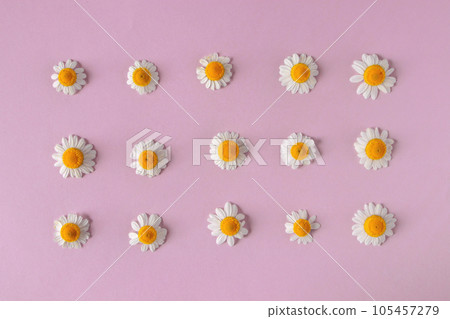 White daisy or chamomile flowers on the pale pink paper background White daisy or chamomile flowers on the pale pink paper background 105457279