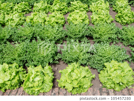 Lettuce and endive plants in the organic garden 105457280