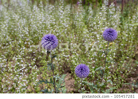 Three beautiful Echinops ritro or southern globethistle flower heads Three beautiful Echinops ritro or southern globethistle flower heads 105457281
