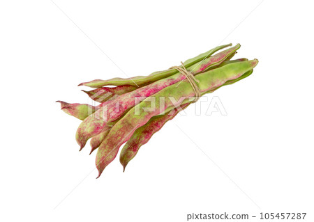 Common bean or phaseolus vulgaris pods tied with rope isolated on white Common bean or phaseolus vulgaris pods tied with rope isolated on white 105457287
