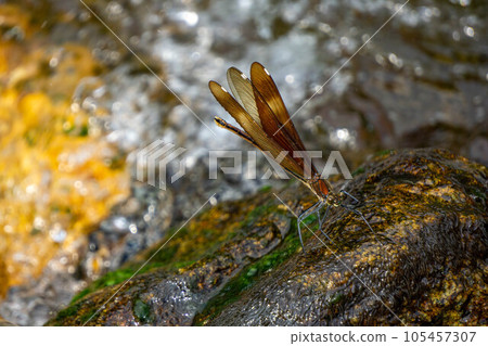 Miyama dragonfly perched on the rocks of the clear stream 105457307