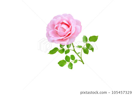 Pink rose flower and leaves branch 105457329