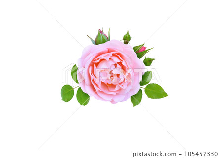 Pink rose flower, buds and leaves 105457330