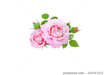 Pink rose flowers, buds and leaves bunch 105457331