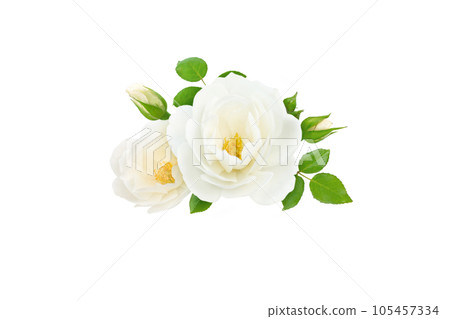 White rose flowers, buds and leaves bunch White rose flowers, buds and leaves bunch 105457334
