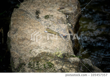 A damselfly perched on a mountain stream rock A damselfly perched on a mountain stream rock 105457357