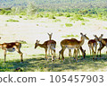 一群小鹿斑比 105457903
