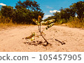 生長在荒野中的灌木 105457905