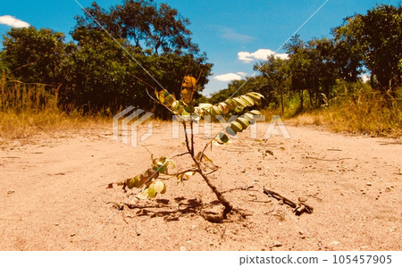 shrubs that grow in the wilderness 105457905