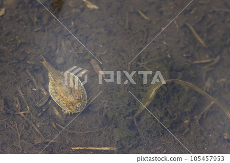 Kabuto shrimp swimming in the rice field 105457953