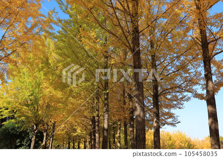 A yellow leafy ginkgo bunched trees A yellow leafy ginkgo bunched trees 105458035