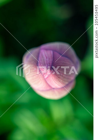 蓮花的芽 蓮花的芽 105458495