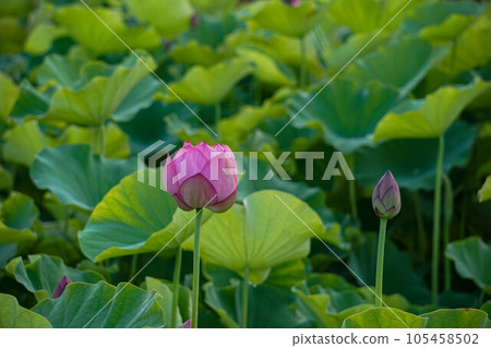 blooming pink lotus flower 105458502