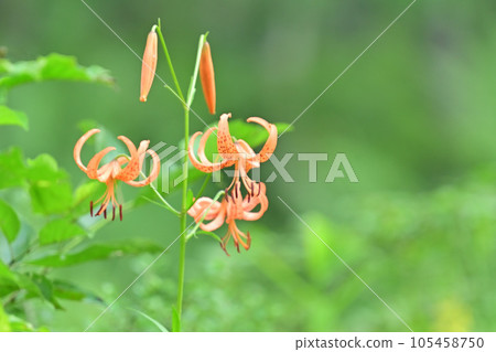 Lily Lily 105458750