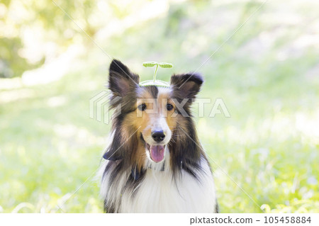 A dog with a Futaba hairpin Sheltie sprouting image A dog with a Futaba hairpin Sheltie sprouting image 105458884
