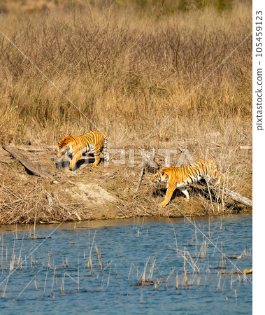 two wild adult female tiger or panthera tigris territorial fight showing aggression with face and body solitary animal behavior at river dhikala of jim corbett national park forest uttarakhand india two wild adult female tiger or panthera tigris territorial fight showing aggression with face and body solitary animal behavior at river dhikala of jim corbett national park forest uttarakhand india 105459123