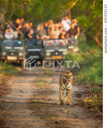 wild female mother tiger panthera tigris face expression calling her missing cubs giving stress call and blurred safari vehicles in background pilibhit national park forest reserve uttar pradesh india wild female mother tiger panthera tigris face expression calling her missing cubs giving stress call and blurred safari vehicles in background pilibhit national park forest reserve uttar pradesh india 105459125