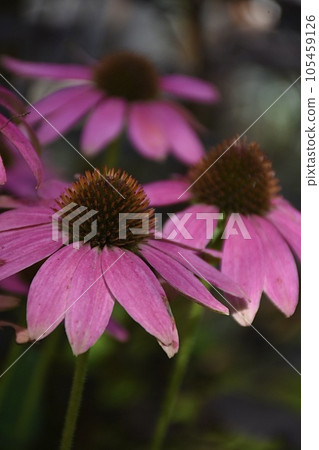 Echinesia Echinesia 105459126
