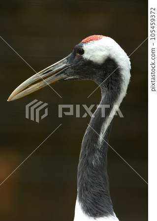 Red-crowned Crane close-up (profile) Red-crowned Crane close-up (profile) 105459372