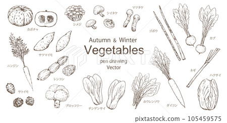 秋冬蔬菜套裝手繪鋼筆劃矢量 105459575