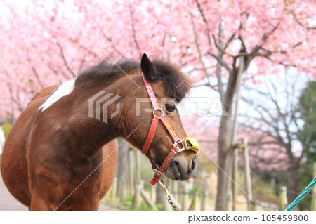Nagisa Poni Land: Kawazu cherry blossoms and ponies in full bloom 105459800