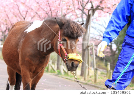 Nagisa Poni Land: Kawazu cherry blossoms and ponies in full bloom 105459801