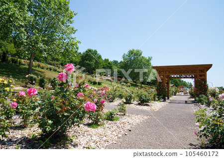 Summer Rose Garden Chipbetsu (Hokkaido) 105460172