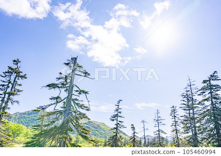 神仙沼澤高山植物 105460994