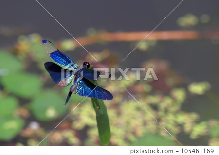 蝴蝶蜻蜓 蝴蝶蜻蜓 105461169